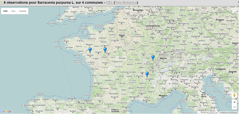 observations Sarracenia purpurea