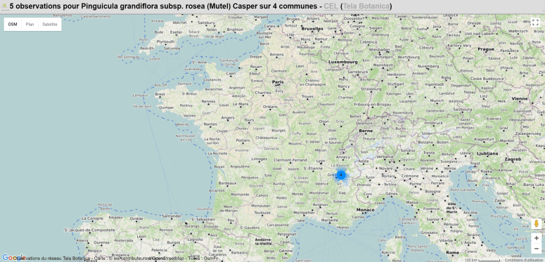 carte P. grandiflora subsp. rosea