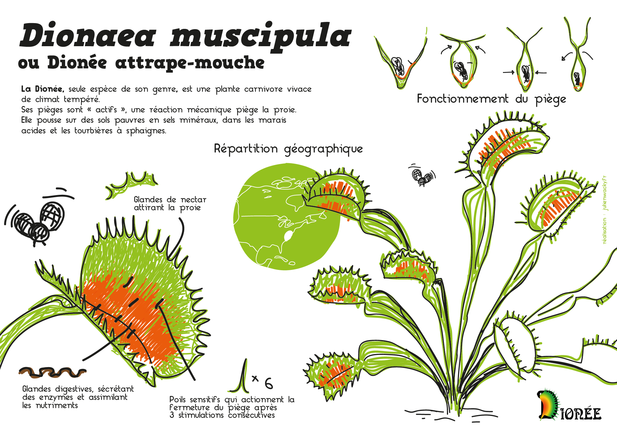 Dionaea muscipula