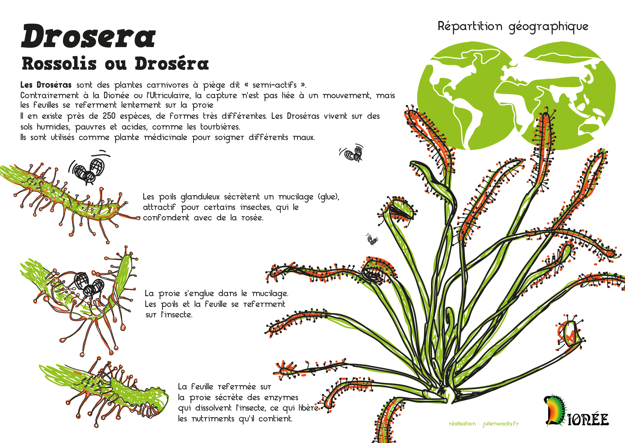 piège Drosera - crédits Julien Wacky