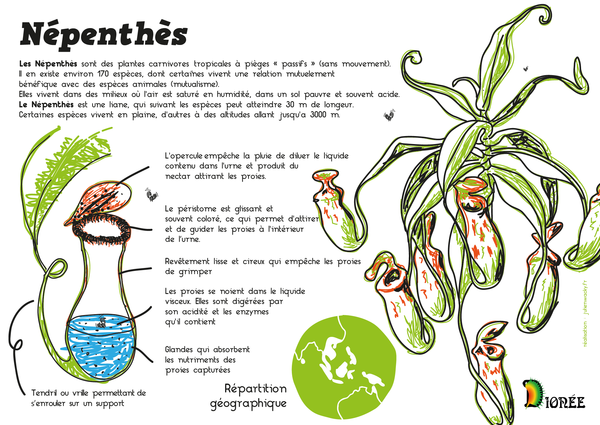 piège Nepenthes - crédits Julien Wacky