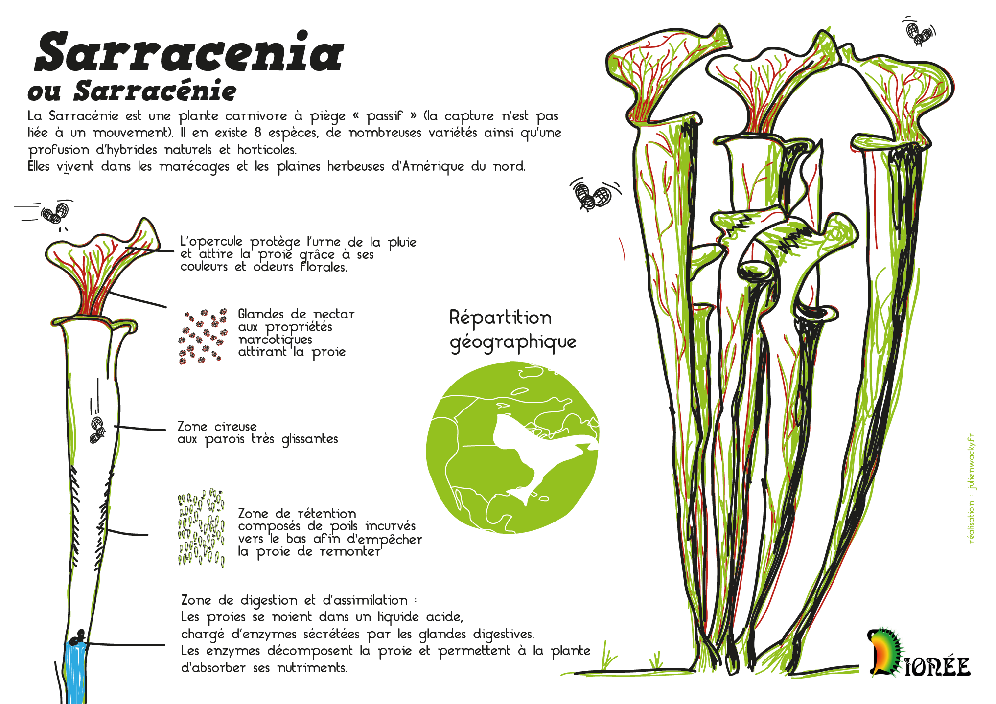 piège Sarracenia - crédits Julien Wacky